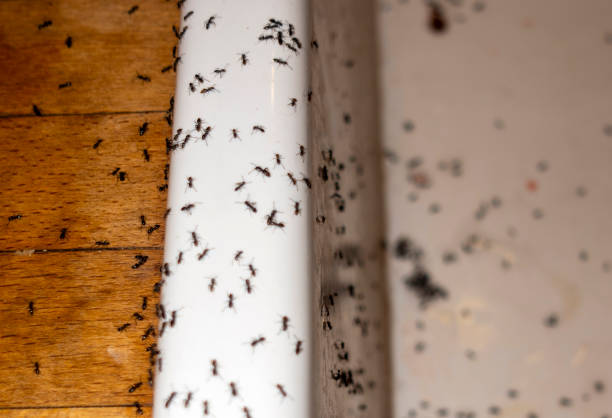 Bird Control in Lovejoy, GA