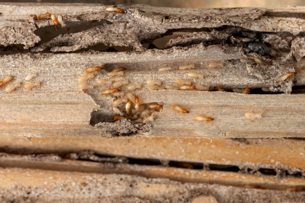 Best Best Pest Control Companies  in Lovejoy, GA